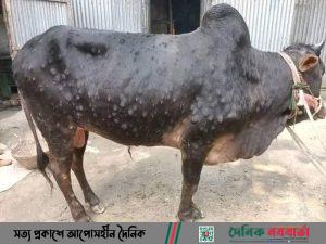 লাম্পি স্কিন রোগ