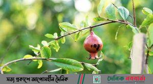 ডালিম