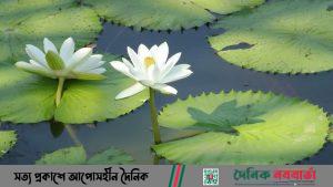 শাপলা শালুক