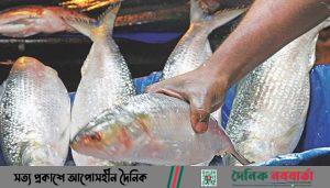 ইলিশ