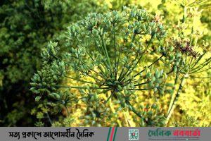 বান্দরবানে তামাক ছেড়ে 'জিরা' চাষ