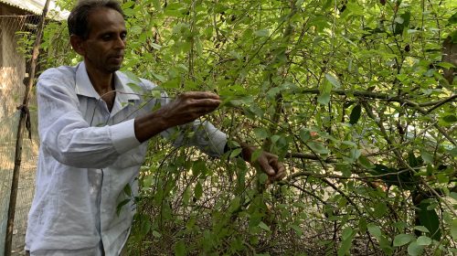 আগৈলঝাড়ায় দুর্লভ ভেষজ উদ্ভিদ শ্বেত চন্দনের চাষ