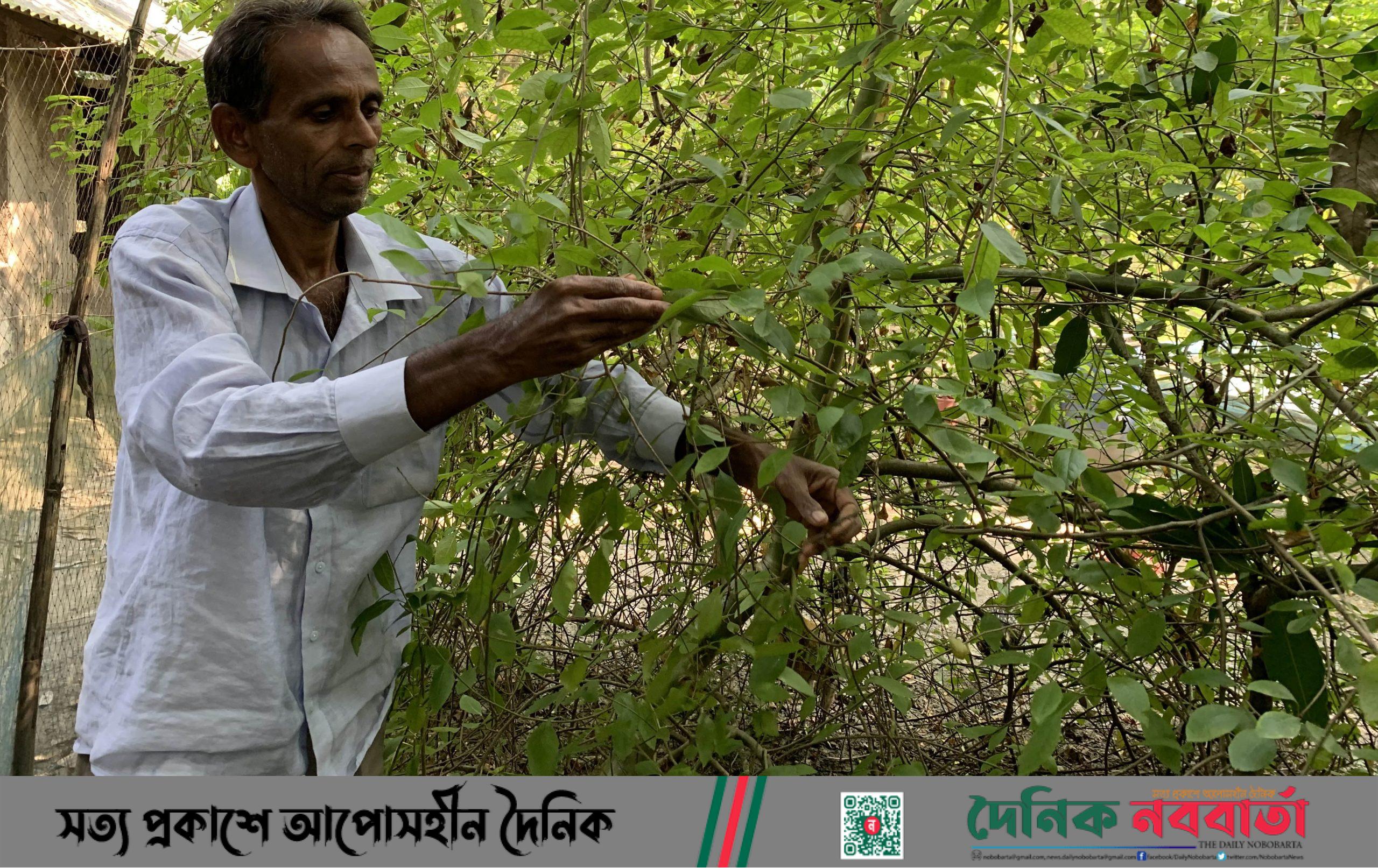 আগৈলঝাড়ায় দুর্লভ ভেষজ উদ্ভিদ শ্বেত চন্দনের চাষ