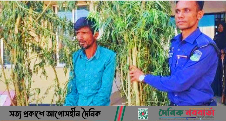 শেরপুরে গাঁজা গাছসহ এক মাদক ব্যবসায়ী গ্রেফতার