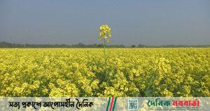 ঘিওরে মাঠে মাঠে সরিষার আবাদ, হলুদ ফুলে সেজেছে জমি