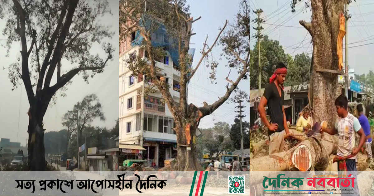 ঘিওরে কাটা হচ্ছে শতবর্ষী বটগাছ