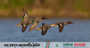 অতিথি পাখির কলতানে মুখরিত জবই বিল