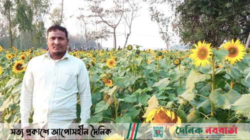 Sun flower cultivation gaining popularity in Kurigram