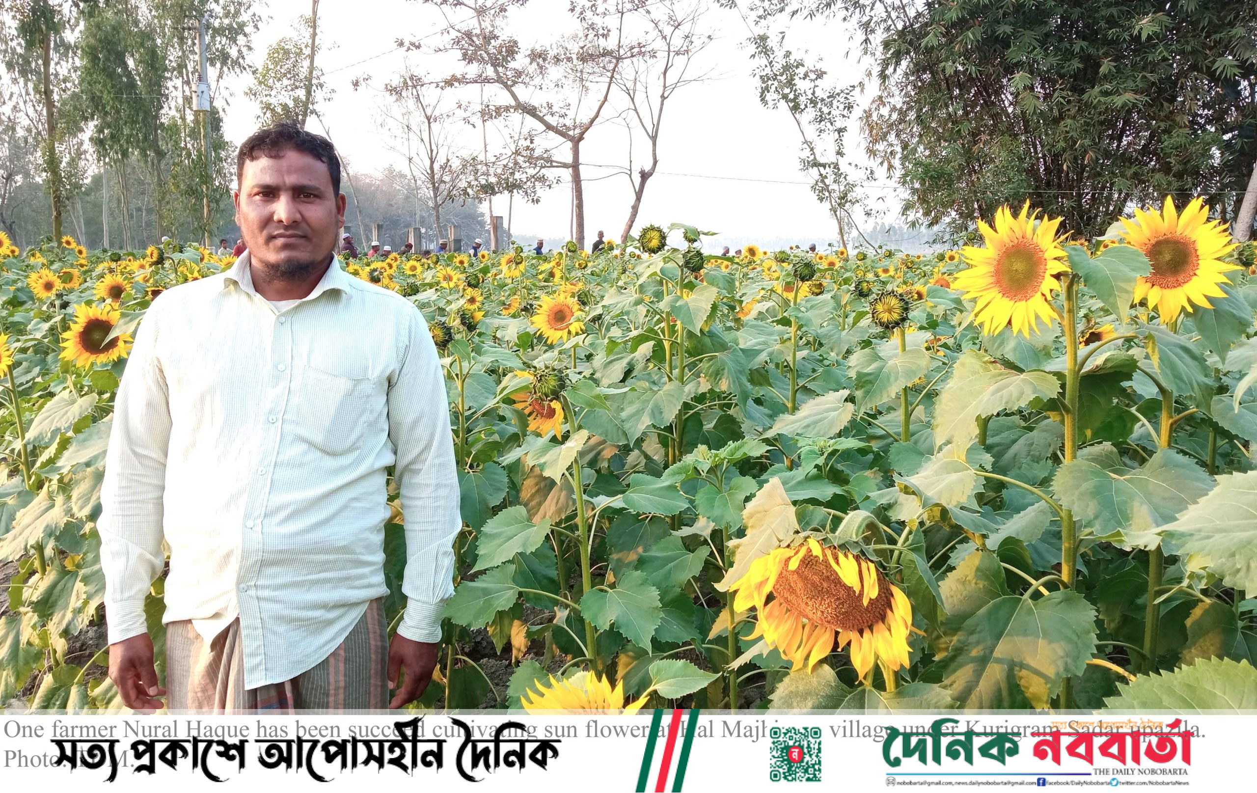 Sun flower cultivation gaining popularity in Kurigram