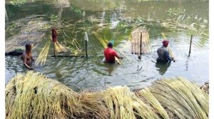 পাটের আশ ছাড়ানো